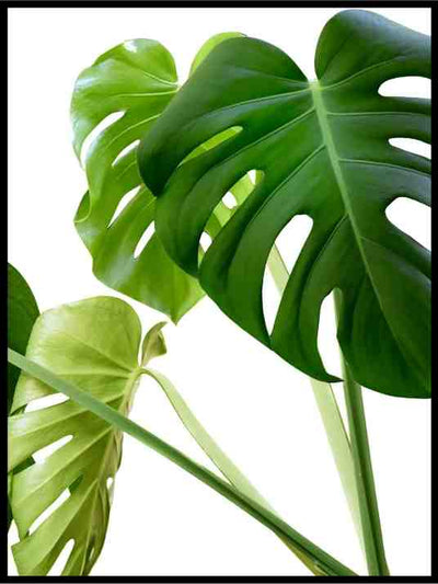 Monstera 04 - Botanisk Plakat - Plakatbar.no