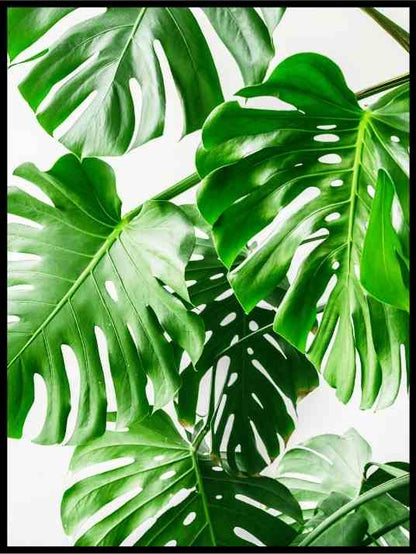Monstera 07 - Botanisk Plakat - Plakatbar.no