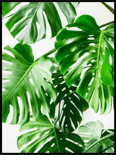 Monstera 07 - Botanisk Plakat - Plakatbar.no