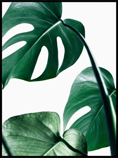 Monstera - Botanisk plakat - Plakatbar.no