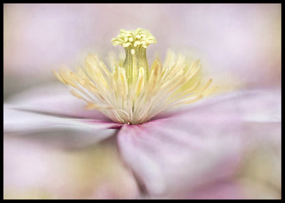 Montana flower poster - Plakatbar.no