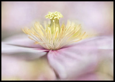 Montana flower poster - Plakatbar.no