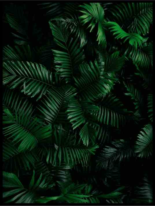 Mørke blader - Botanisk Plakat - Plakatbar.no