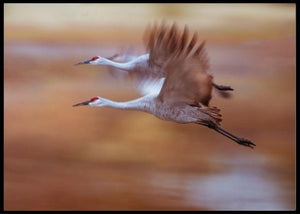 morning flying out poster - Plakatbar.no