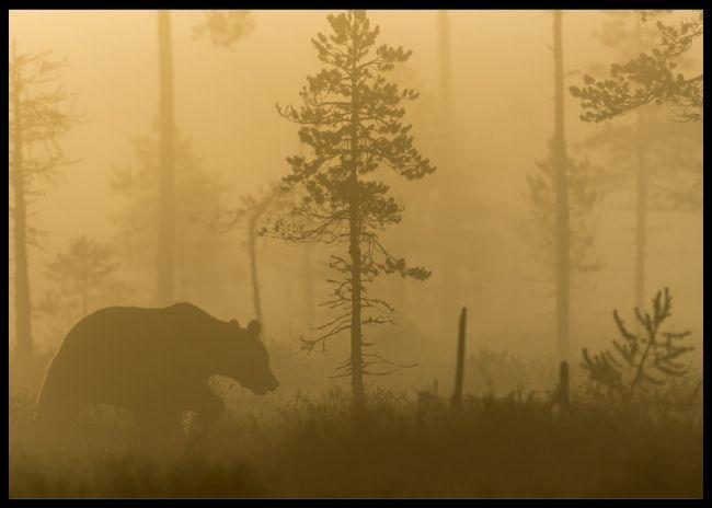 Morning fog poster - Plakatbar.no