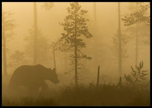 Morning fog poster - Plakatbar.no