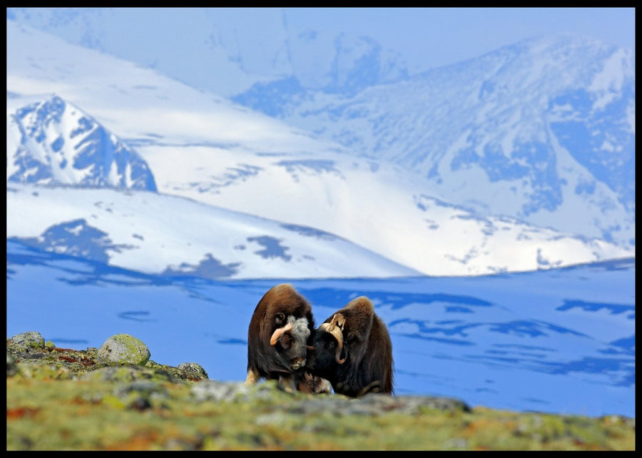 Moskus på Dovrefjell - Plakat