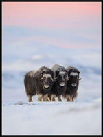 Moskus poster - Plakatbar.no