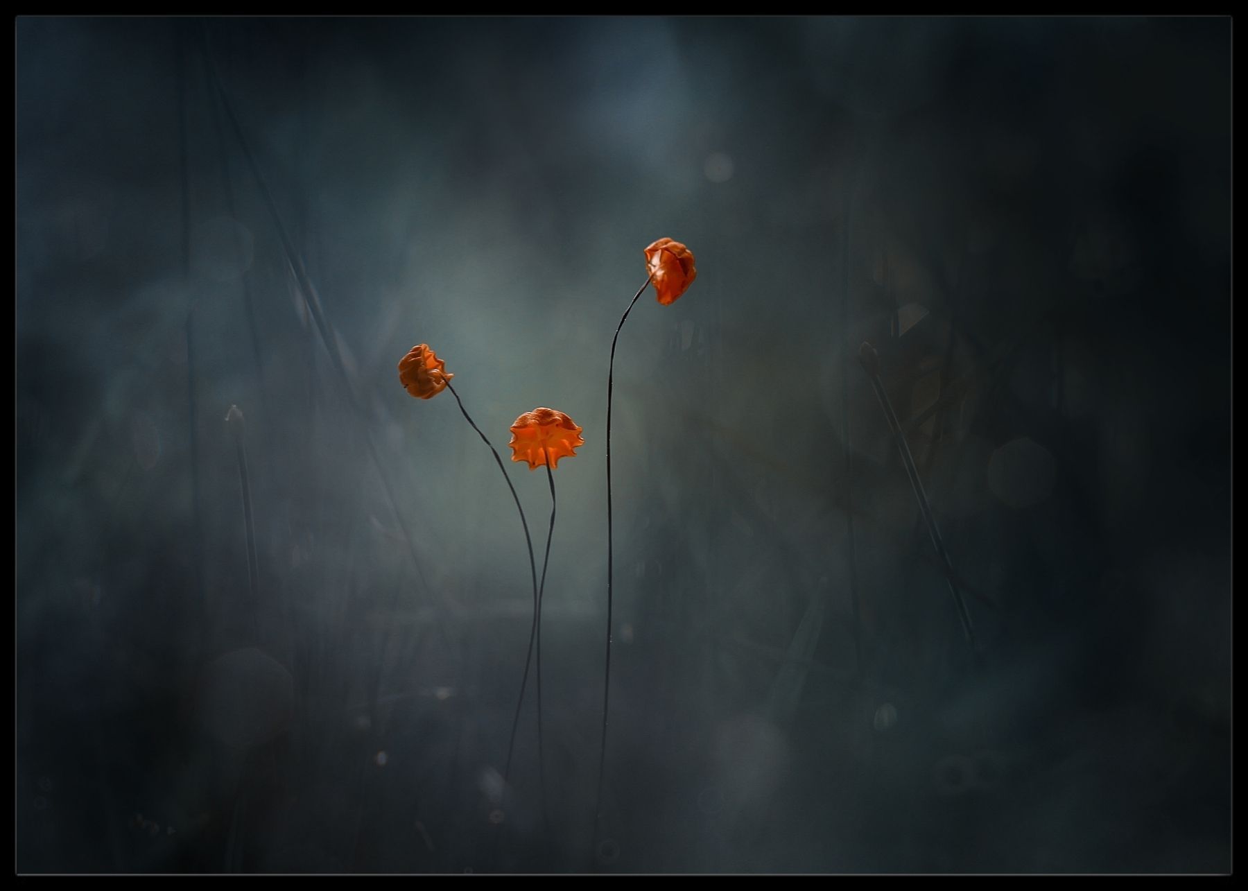 Mushroom flowers poster - Plakatbar.no