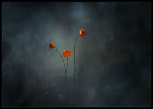 Mushroom flowers poster - Plakatbar.no