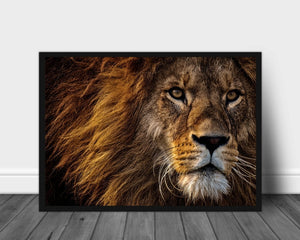 Nærbilde av løve poster - Plakatbar.no