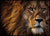 Nærbilde av løve poster - Plakatbar.no