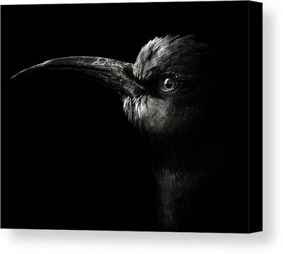 Northern Carmine Bee-eater - kvadratisk lerret - Plakatbar.no