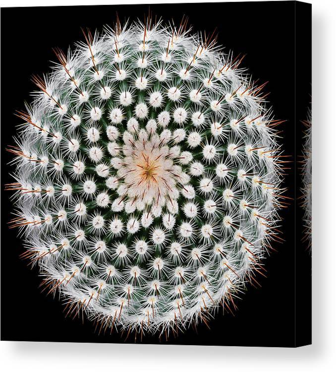 Notocactus scopa square canvas