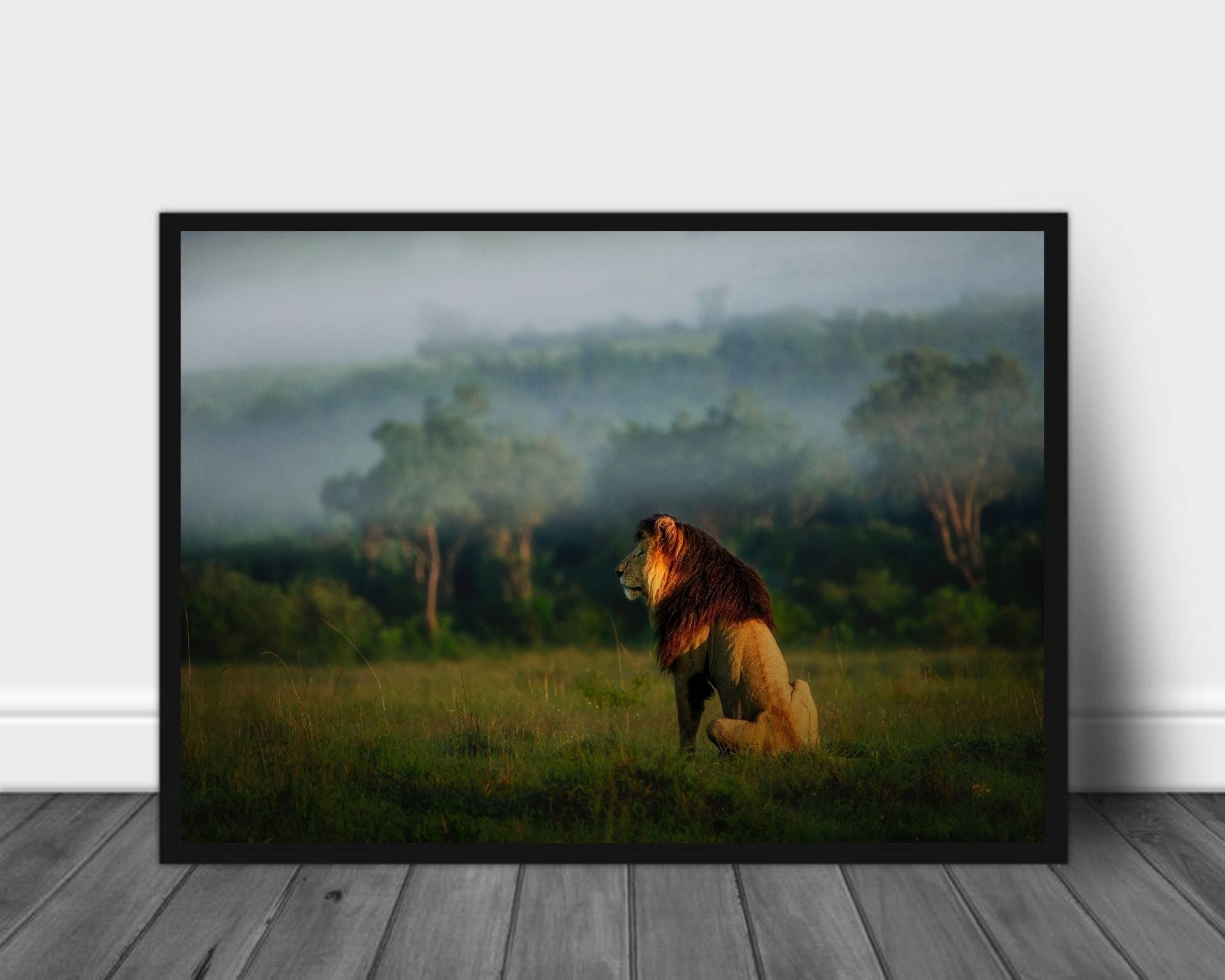 Old lion - Plakat - Plakatbar.no