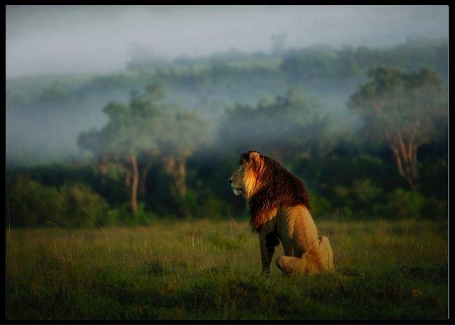 Old lion - Plakat