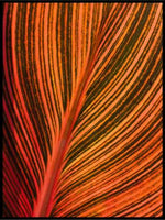 Orange flames - Botanisk Plakat - Plakatbar.no