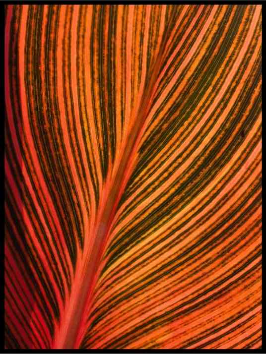 Orange flames - Botanisk Plakat - Plakatbar.no