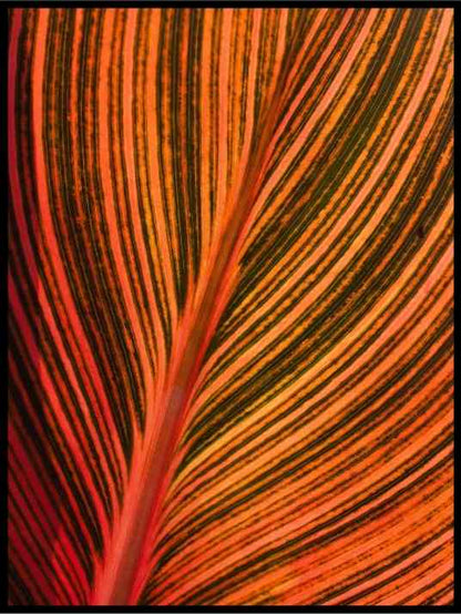 Orange flames - Botanisk Plakat - Plakatbar.no