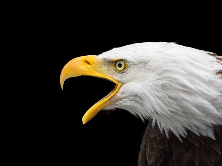 Eagle åbnede sine næb-rekorder