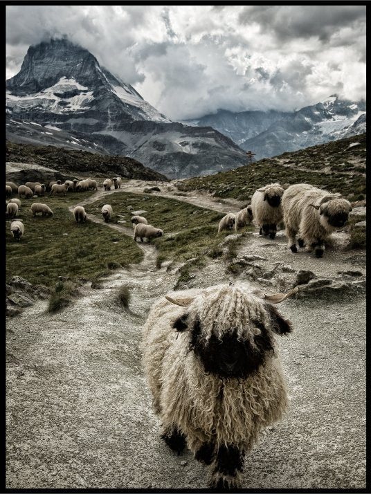 Out of my way Plakat eller Lerret - Plakatbar.no