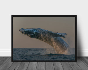 Out of ocean poster - Plakatbar.no