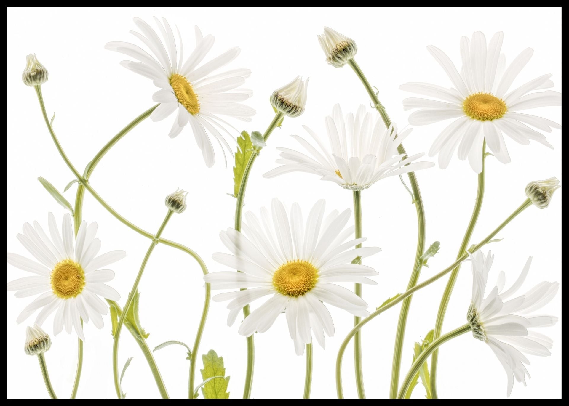 Ox eye Daisies poster - Plakatbar.no