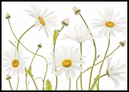 Ox eye Daisies poster - Plakatbar.no