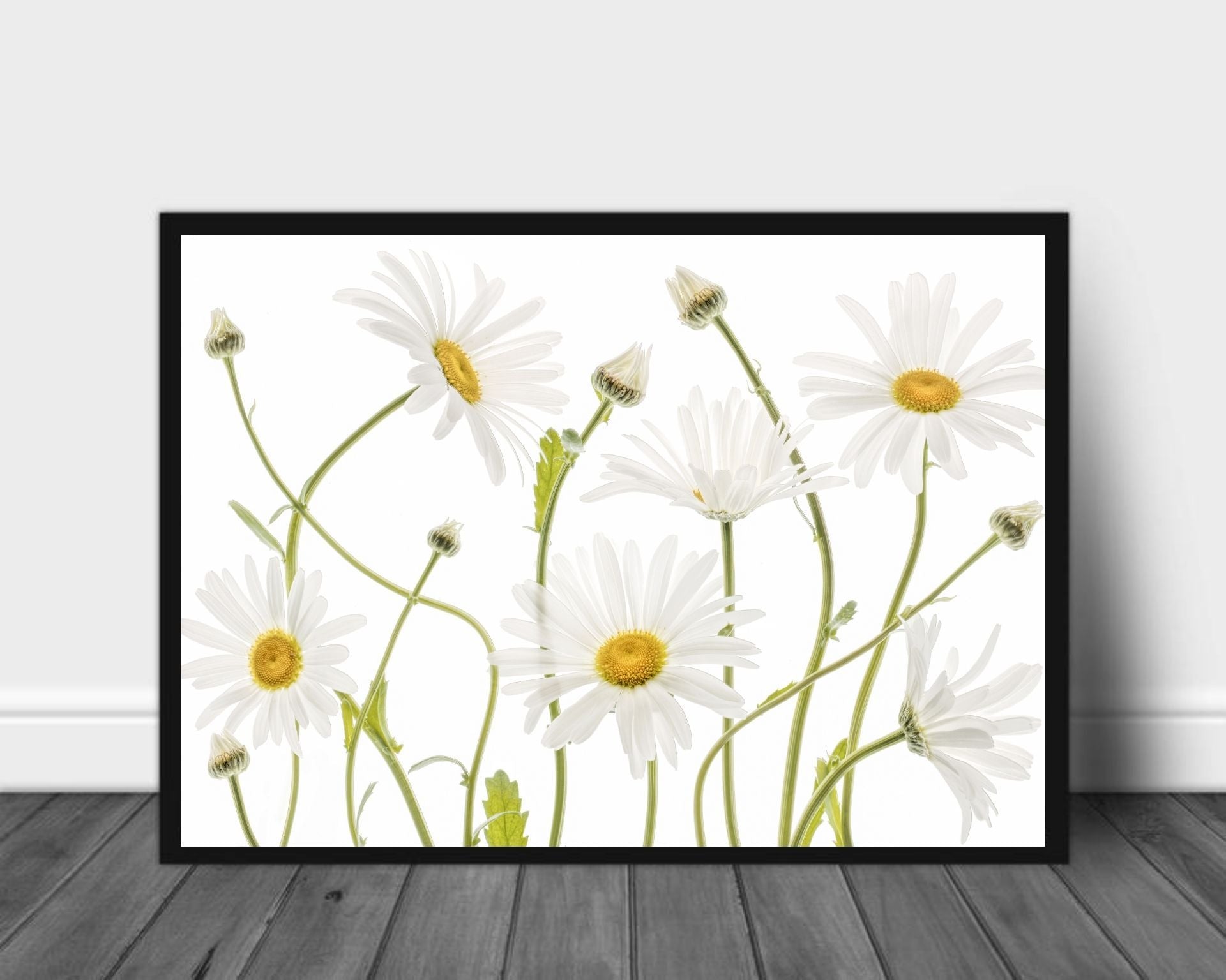 Ox eye Daisies poster - Plakatbar.no