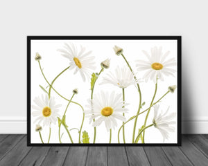 Ox eye Daisies poster - Plakatbar.no