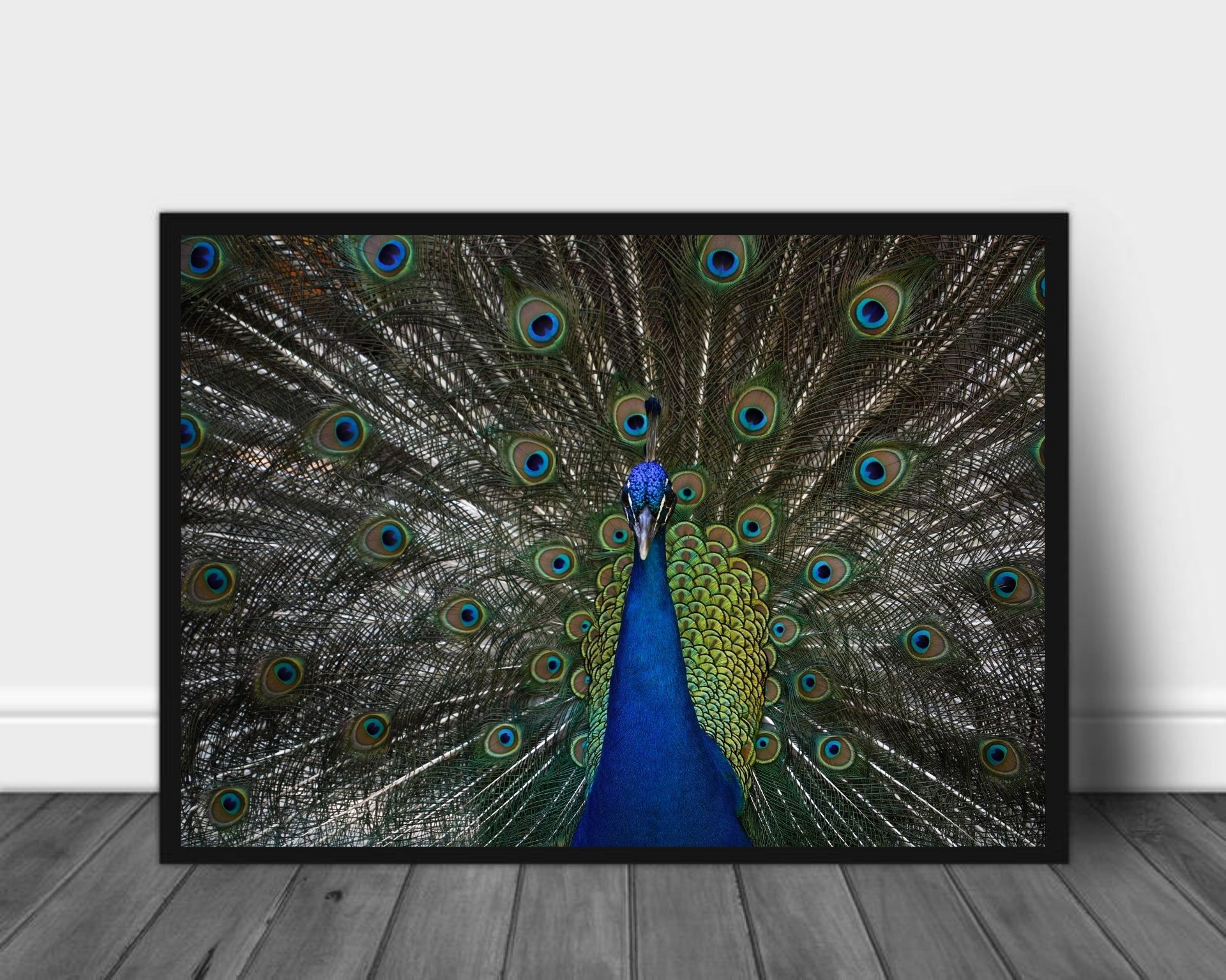 Påfugl poster - Plakatbar.no