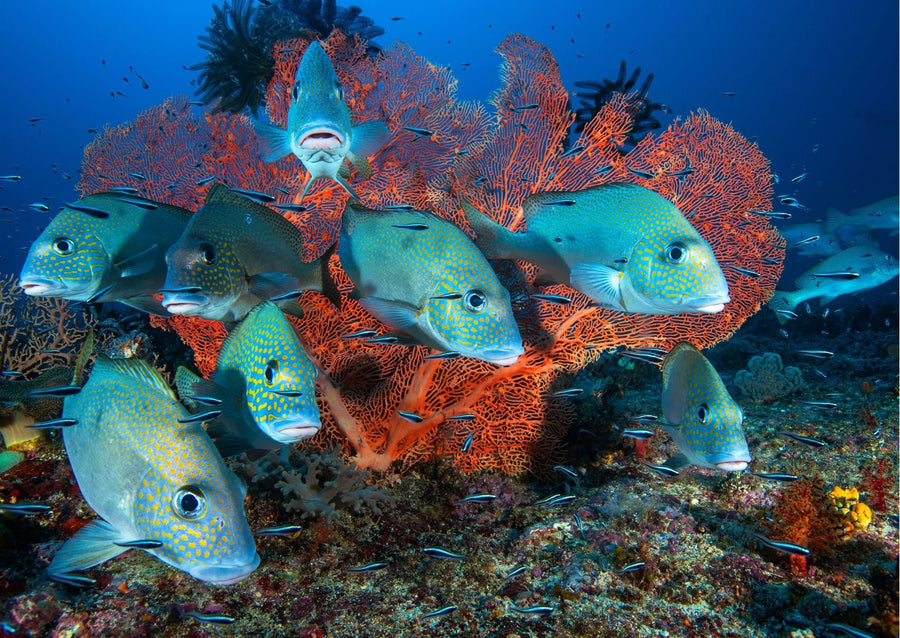 Painted sweetlips - poster