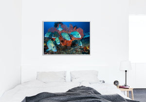 Painted sweetlips - poster - Plakatbar.no