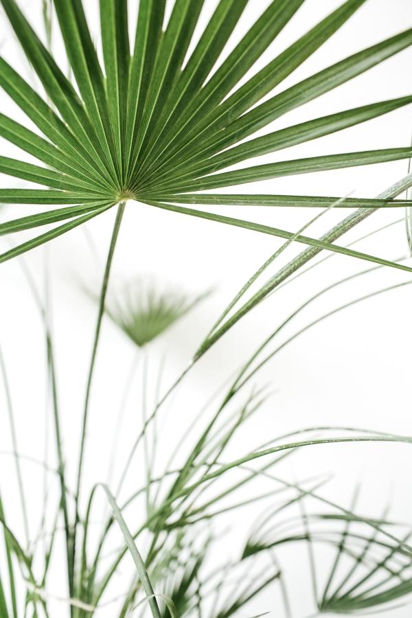 Palm leaves poster - Plakatbar.no