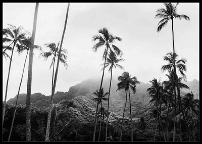 Palms - Black and Grey poster - Plakatbar.no