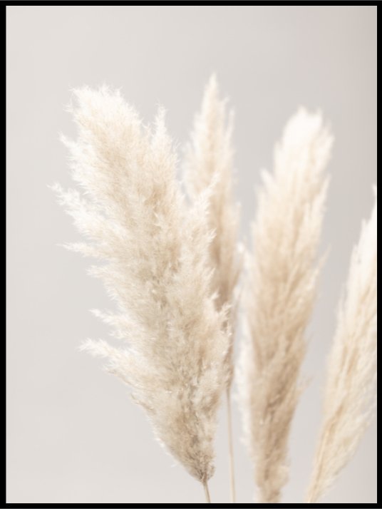 Pampas Grass Grey 02 Poster - Plakatbar.no