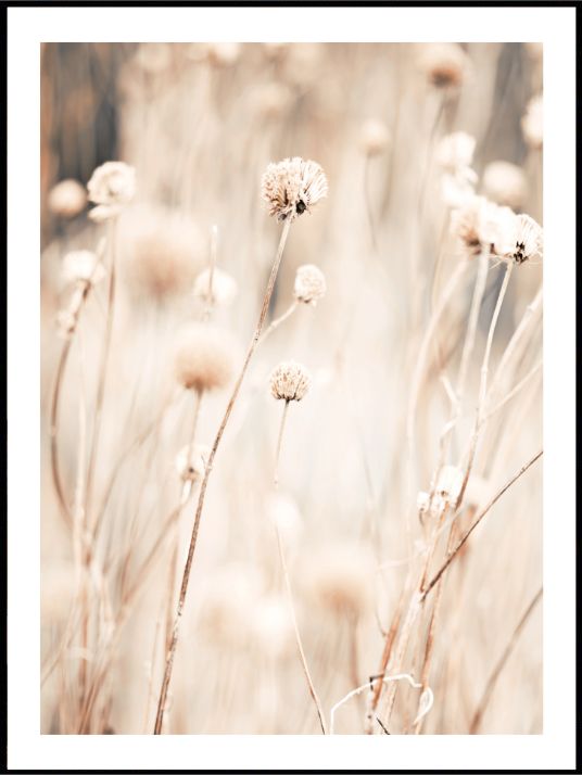 Pampas Grass - Poster