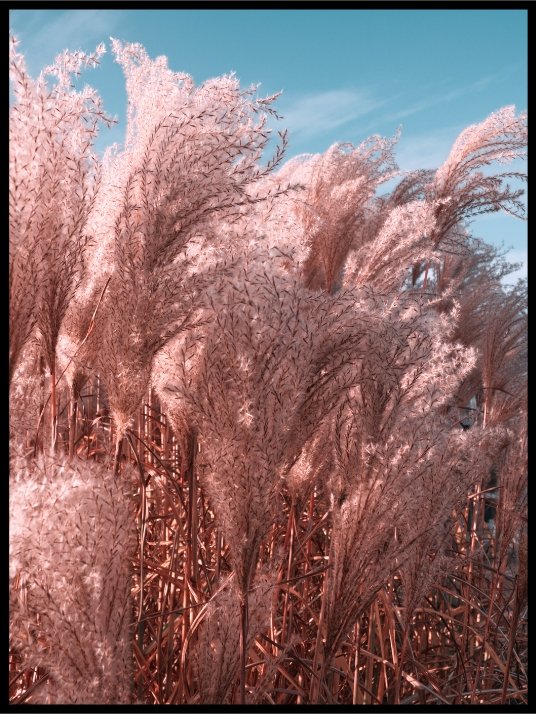 Pampas grass with blue sky - Poster