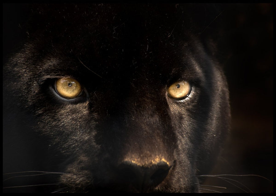 Panthers - records