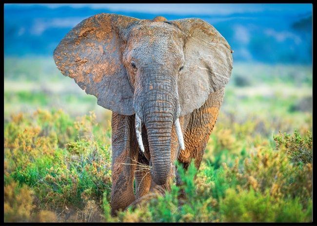 Pastel elephantposter