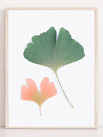Pastell Ginkgo - Plakatbar.no