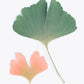 Pastell Ginkgo - Plakatbar.no
