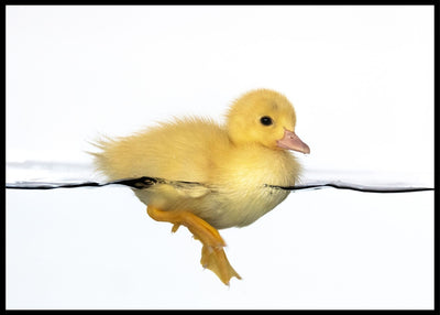 Patito amarillo poster - Plakatbar.no