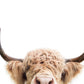Peeking Cow - Plakatbar.no