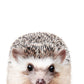 Peeking Hedgehog - Plakatbar.no