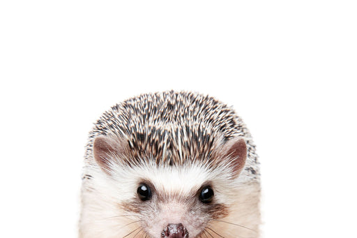 Peeking Hedgehog - Plakatbar.no
