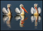 Pelicans poster - Plakatbar.no