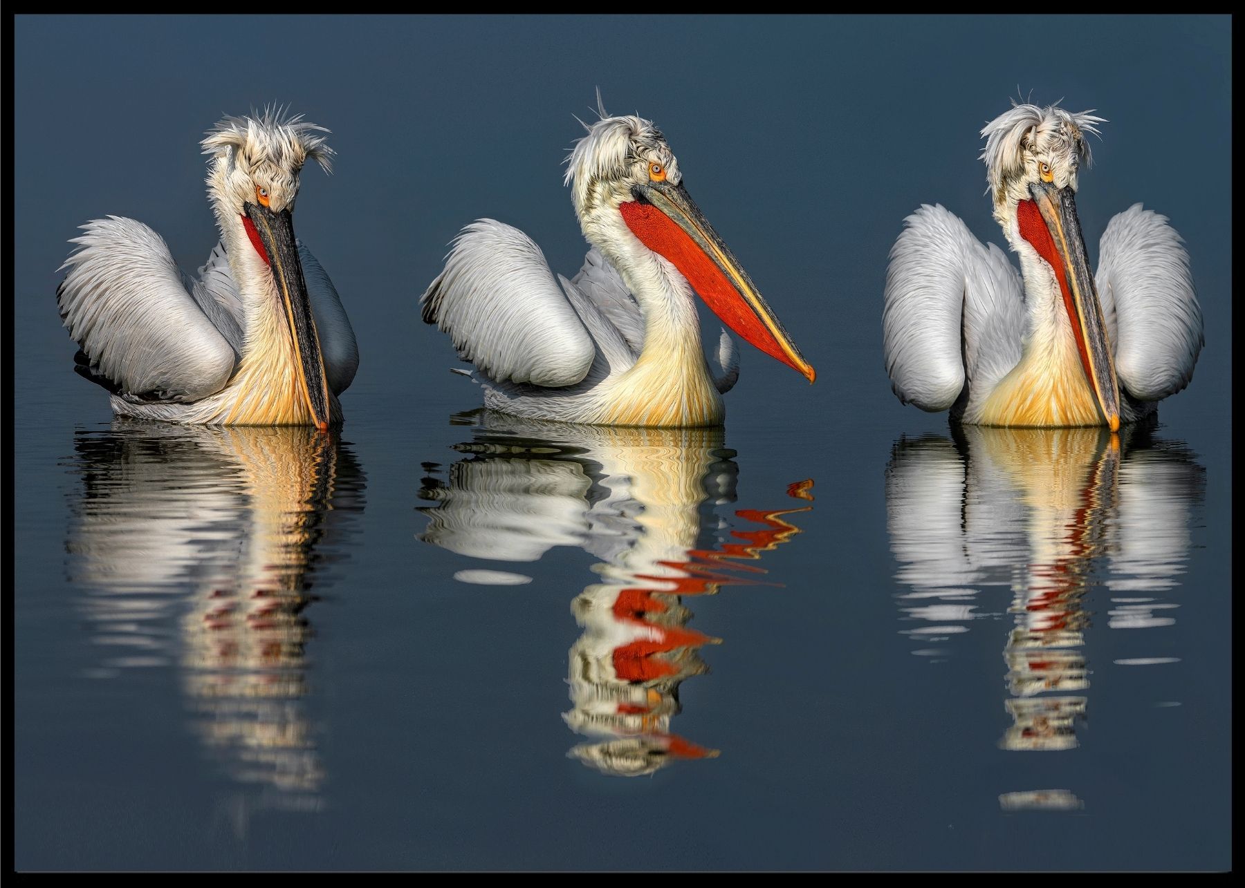Pelicans poster - Plakatbar.no
