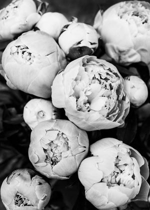 Peoner - Plakatbar.no