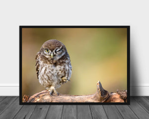 Perleugle poster - Plakatbar.no